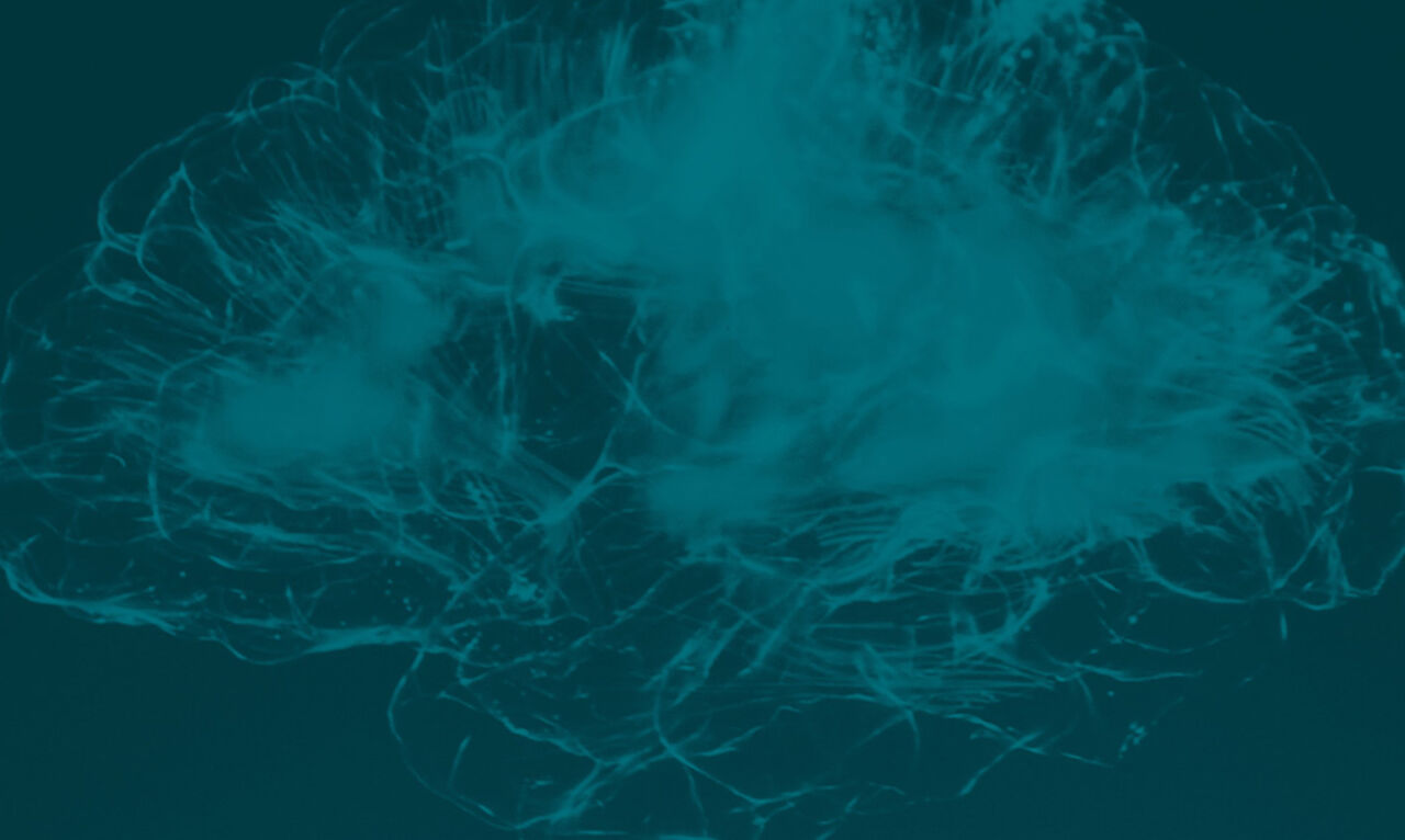 New Website www.asinoprofit.it